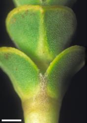 Veronica epacridea. Connate leaf bases, of the typical form with characteristically thickened leaf margins and midvein. Scale = 1 mm.
 Image: W.M. Malcolm © Te Papa CC-BY-NC 3.0 NZ